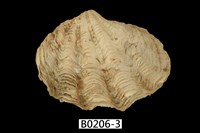 藏品(長硨磲蛤)的圖片